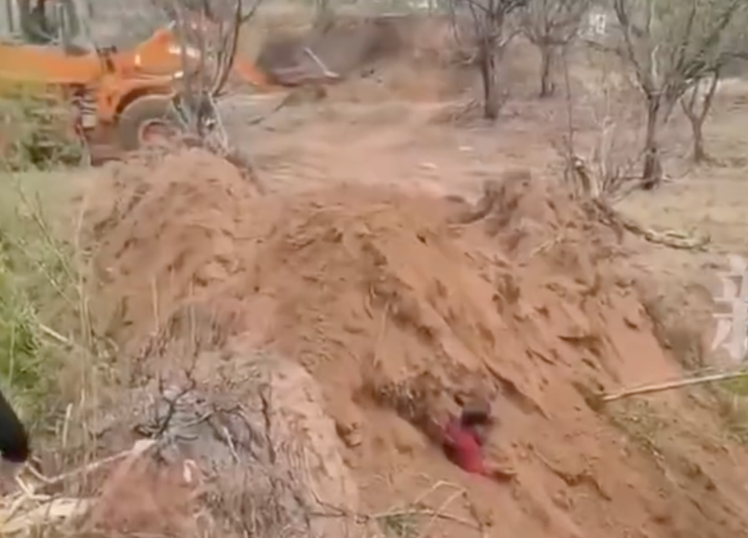 图片[2]-啊？原村支书因土地纠纷，用铲车直接把村民埋了-吃瓜网