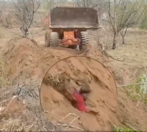 啊？原村支书因土地纠纷，用铲车直接把村民埋了-吃瓜网